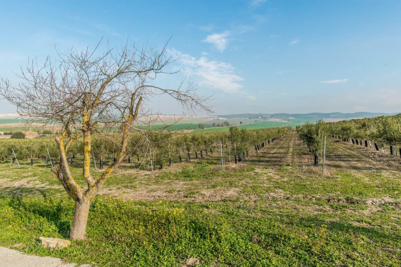 Vivienda Rural Olivar de San Telmo Arcos de la Frontera Exterior foto